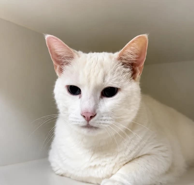 Boris, senior European Shorthair for adoption at Dierenasiel Ganzeweide, Veurne