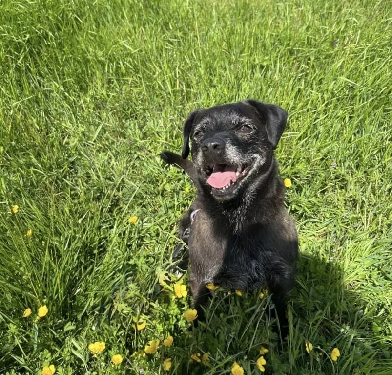 Dobbie, senior mixed breed for adoption at Dierenasiel Ganzeweide, Veurne