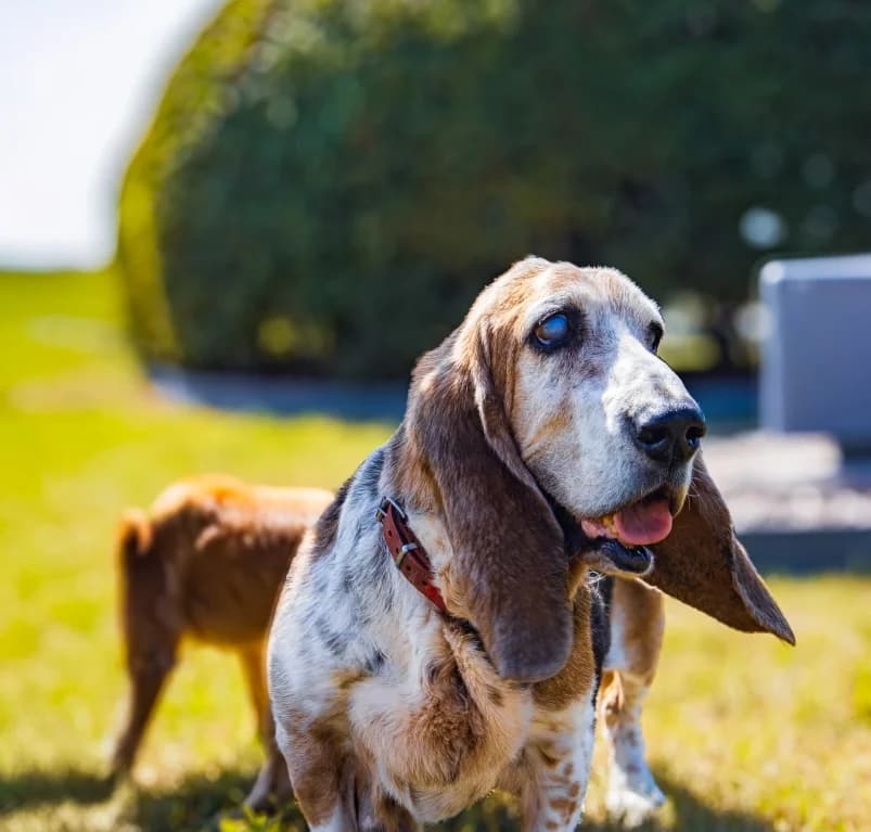 Flappie, senior Basset Hound for adoption at Dierenasiel Ganzeweide, Veurne