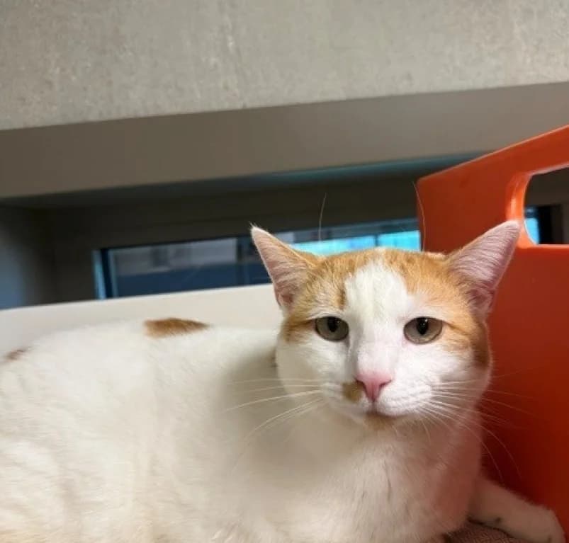 Fleur, 3yo European Shorthair for adoption at Dierenasiel Ganzeweide, Veurne