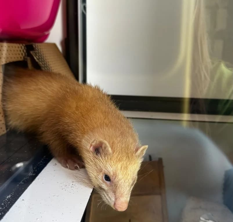 Fuzzy, young Mixed Breed for adoption at Dierenasiel Ganzeweide, Veurne
