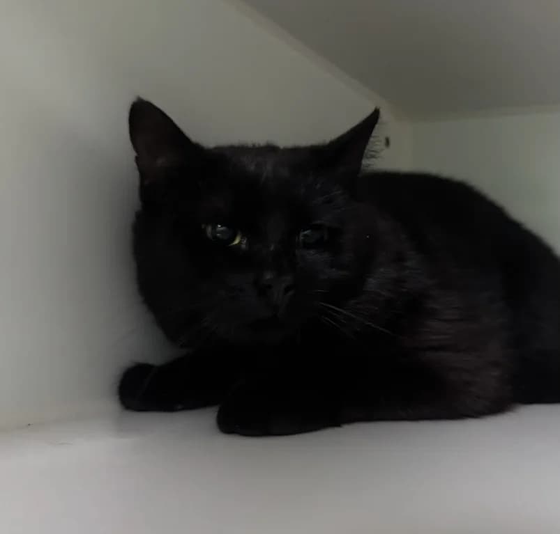 Gérôme, young European Shorthair for adoption at Dierenasiel Ganzeweide, Veurne