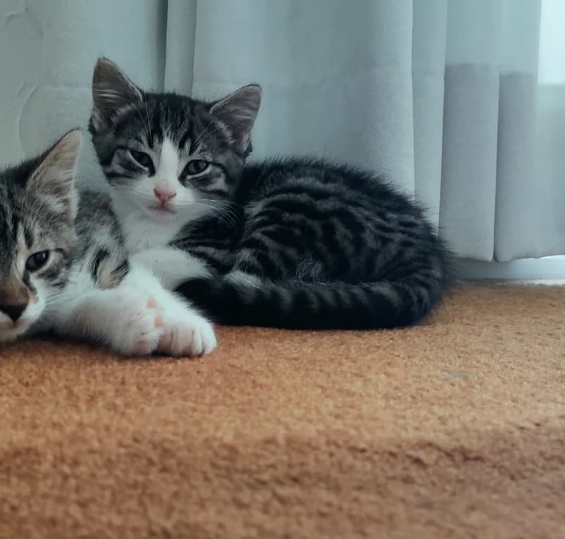 Gizmo, European Shorthair for adoption at Dierenasiel Ganzeweide, Veurne