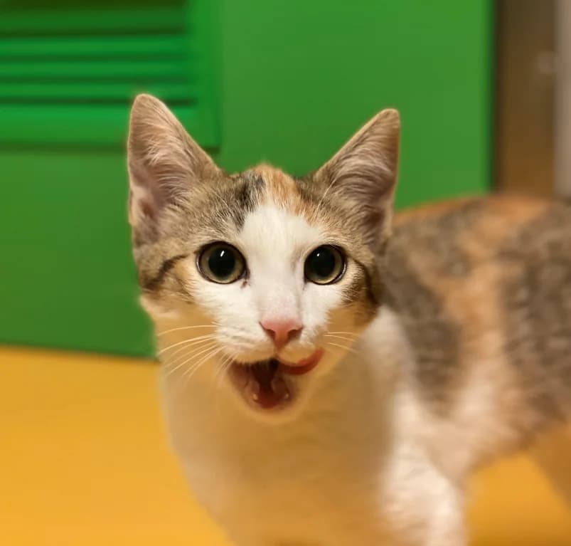 Jane, puppy European Shorthair for adoption at Dierenasiel Ganzeweide, Veurne