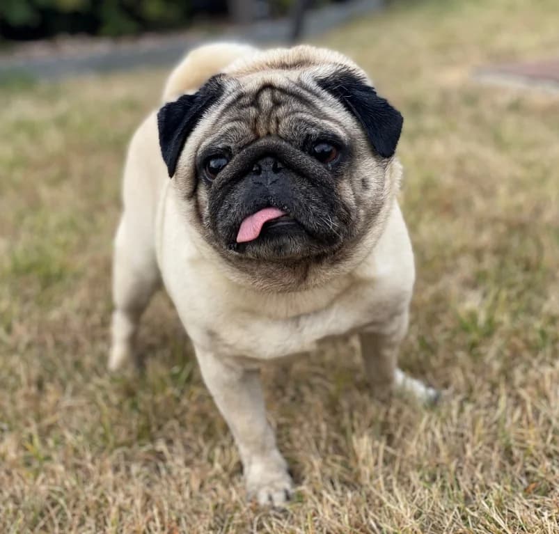 Jules, 5yo Pug for adoption at Dierenasiel Ganzeweide, Veurne