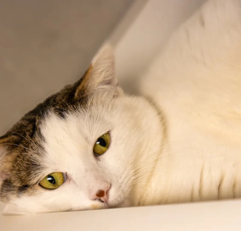 Jullian, young European Shorthair for adoption at Dierenasiel Ganzeweide, Veurne