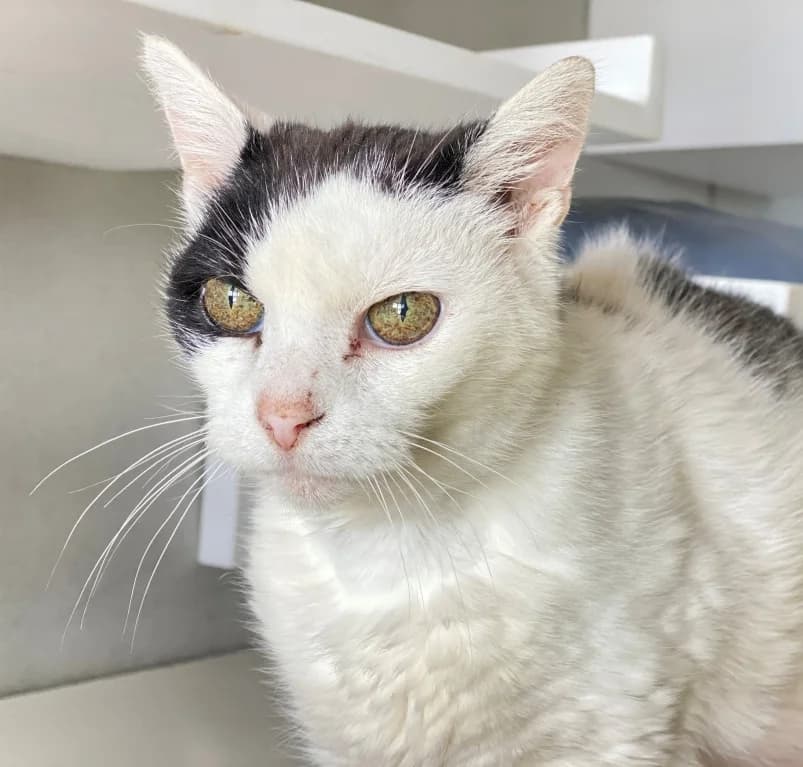 Jup, senior European Shorthair for adoption at Dierenasiel Ganzeweide, Veurne