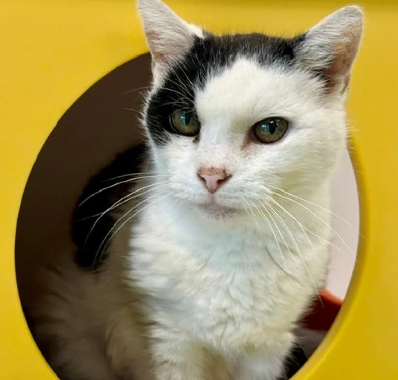 Jup, senior European Shorthair for adoption at Dierenasiel Ganzeweide, Veurne