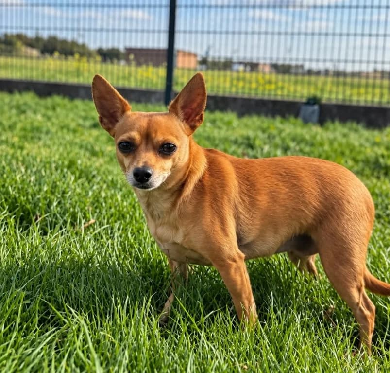 Louna, senior Chihuahua for adoption at Dierenasiel Ganzeweide, Veurne