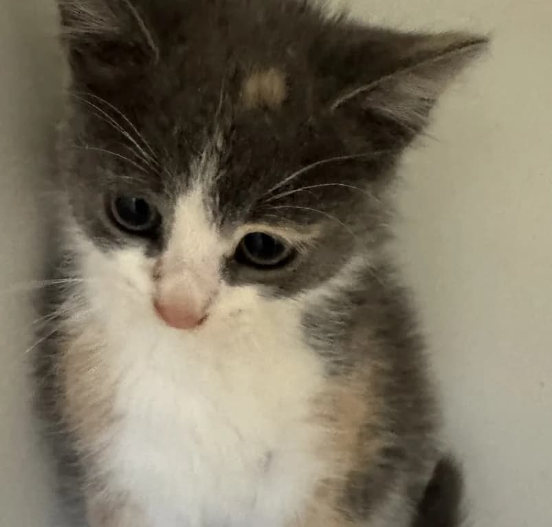Maya, puppy European Shorthair for adoption at Dierenasiel Ganzeweide, Veurne