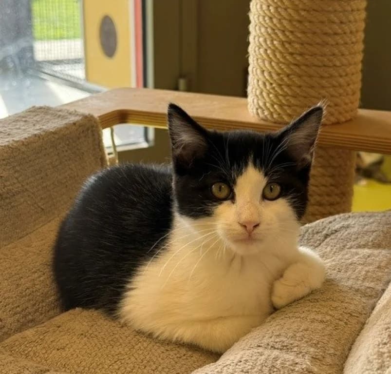 Merry, puppy European Shorthair for adoption at Dierenasiel Ganzeweide, Veurne
