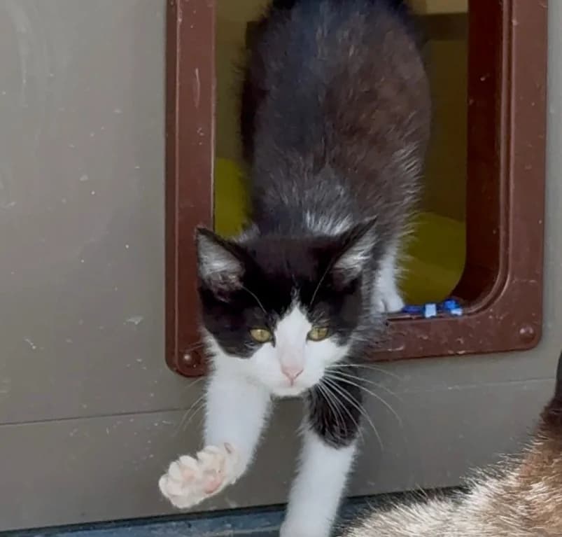 Merry, puppy European Shorthair for adoption at Dierenasiel Ganzeweide, Veurne