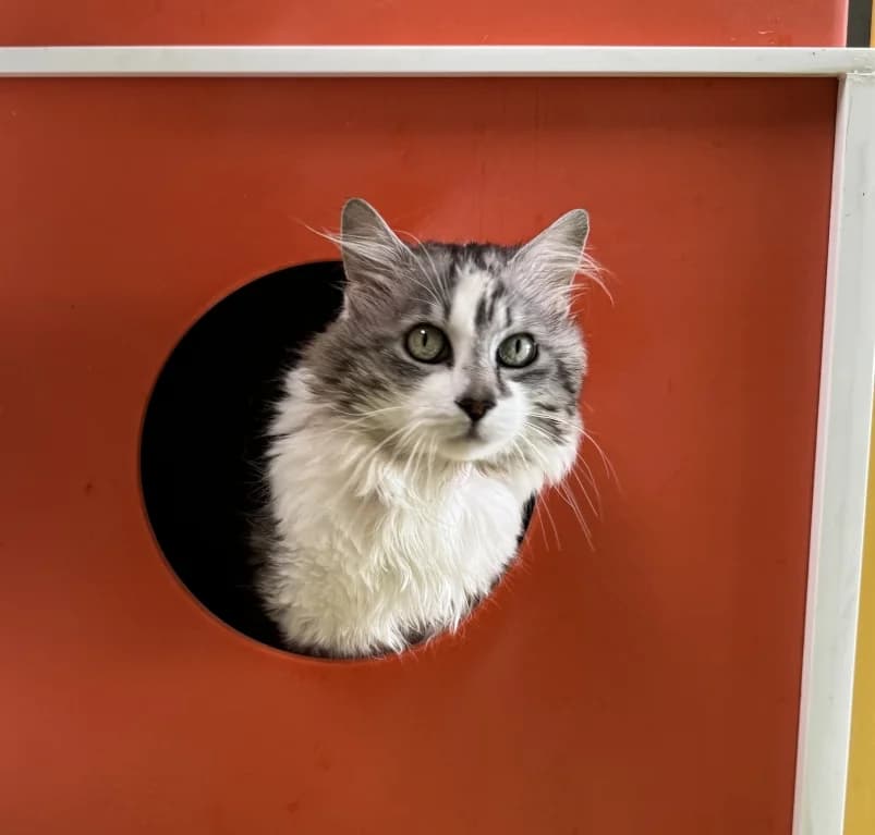 Minous, senior European Shorthair for adoption at Dierenasiel Ganzeweide, Veurne