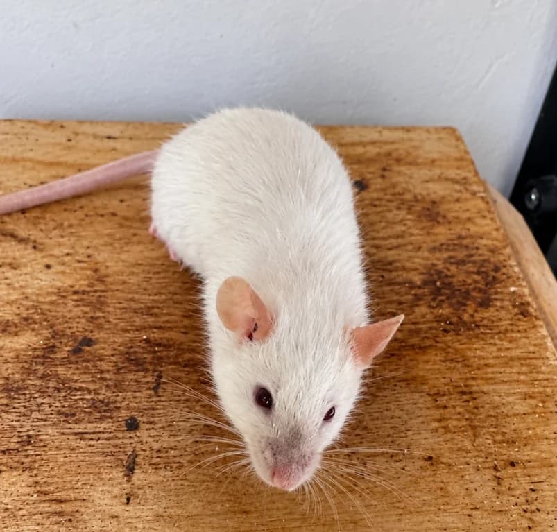 Mouse, mixed breed for adoption at Dierenasiel Ganzeweide, Veurne