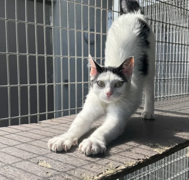 Nori, puppy European Shorthair for adoption at Dierenasiel Ganzeweide, Veurne