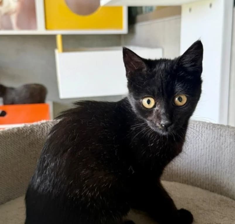 Odipoes, puppy European Shorthair for adoption at Dierenasiel Ganzeweide, Veurne