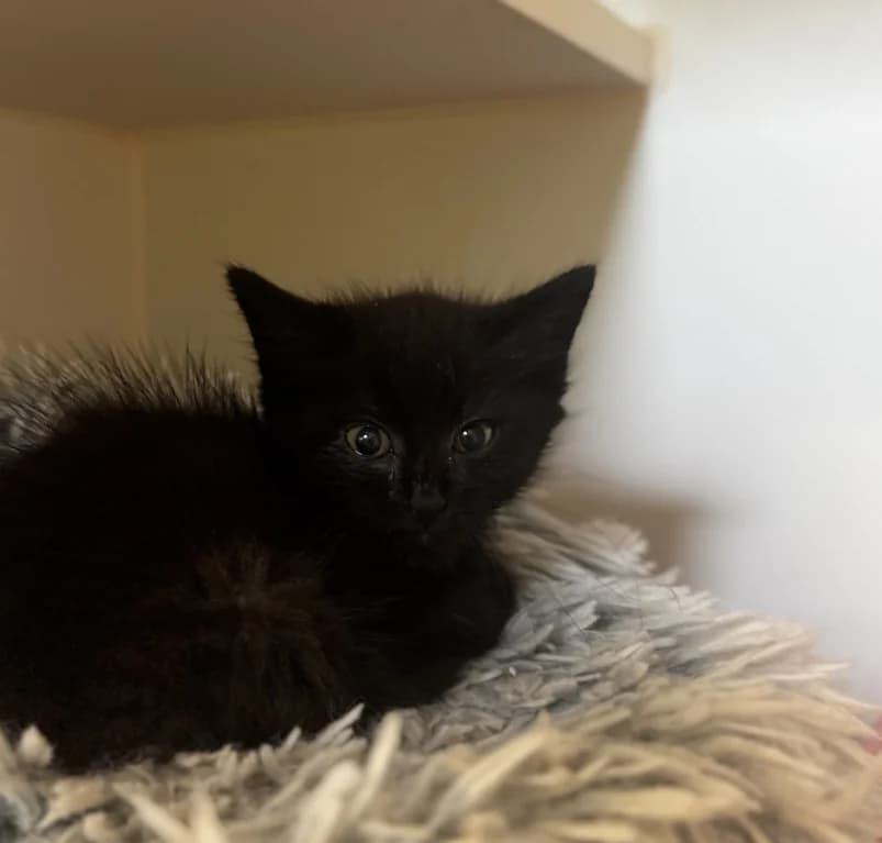 Onyx, European Shorthair for adoption at Dierenasiel Ganzeweide, Veurne