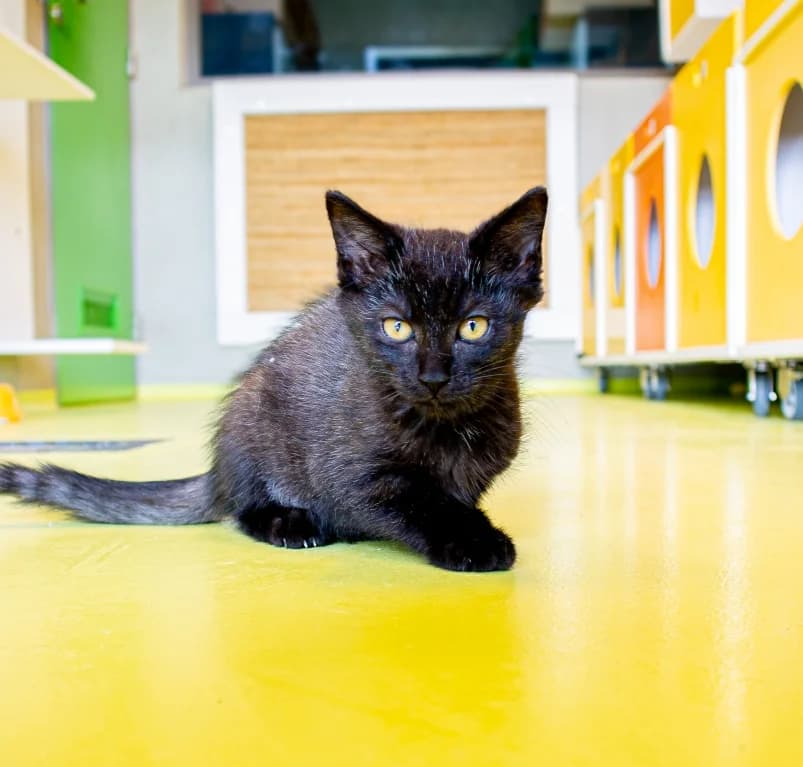Onyx, European Shorthair for adoption at Dierenasiel Ganzeweide, Veurne