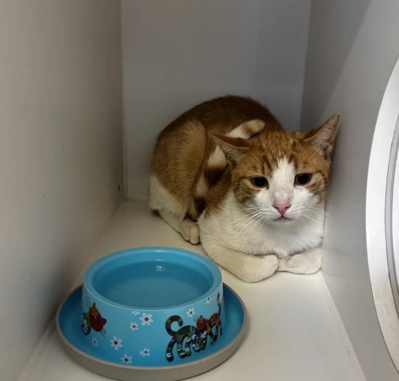 Pros, young European Shorthair for adoption at Dierenasiel Ganzeweide, Veurne