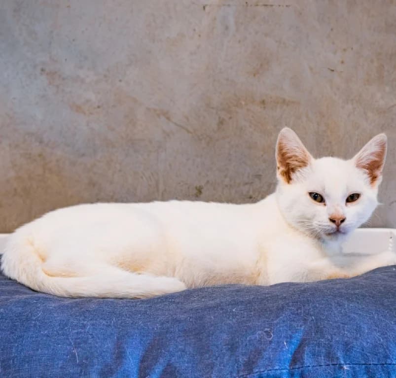 Qora, puppy European Shorthair for adoption at Dierenasiel Ganzeweide, Veurne
