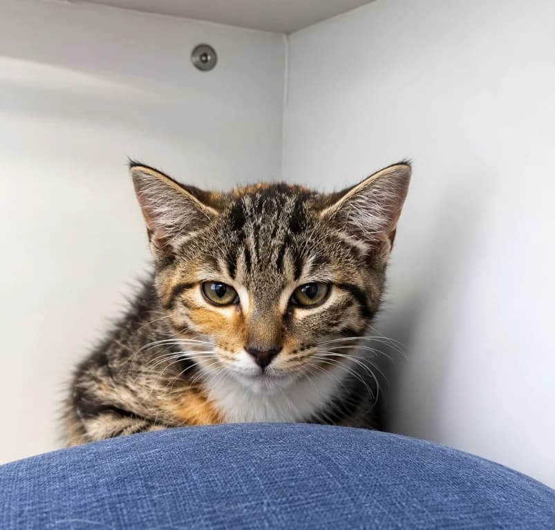 Quintana, puppy European Shorthair for adoption at Dierenasiel Ganzeweide, Veurne