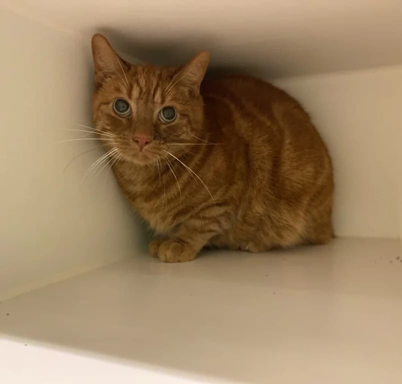 Shady, senior European Shorthair for adoption at Dierenasiel Ganzeweide, Veurne