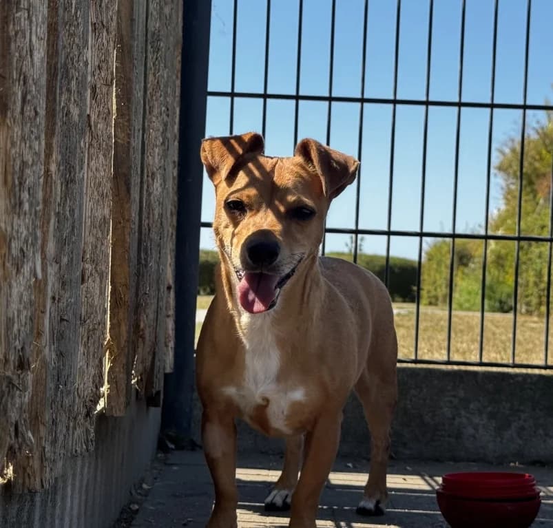 Snoopy, senior mixed breed for adoption at Dierenasiel Ganzeweide, Veurne