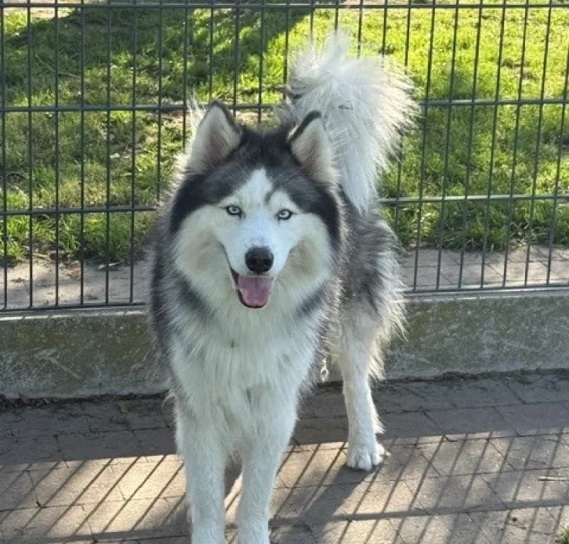 Snow, young Husky for adoption at Dierenasiel Ganzeweide, Veurne