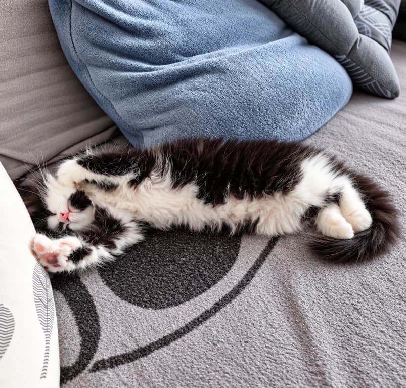Socks, puppy European Shorthair for adoption at Dierenasiel Ganzeweide, Veurne