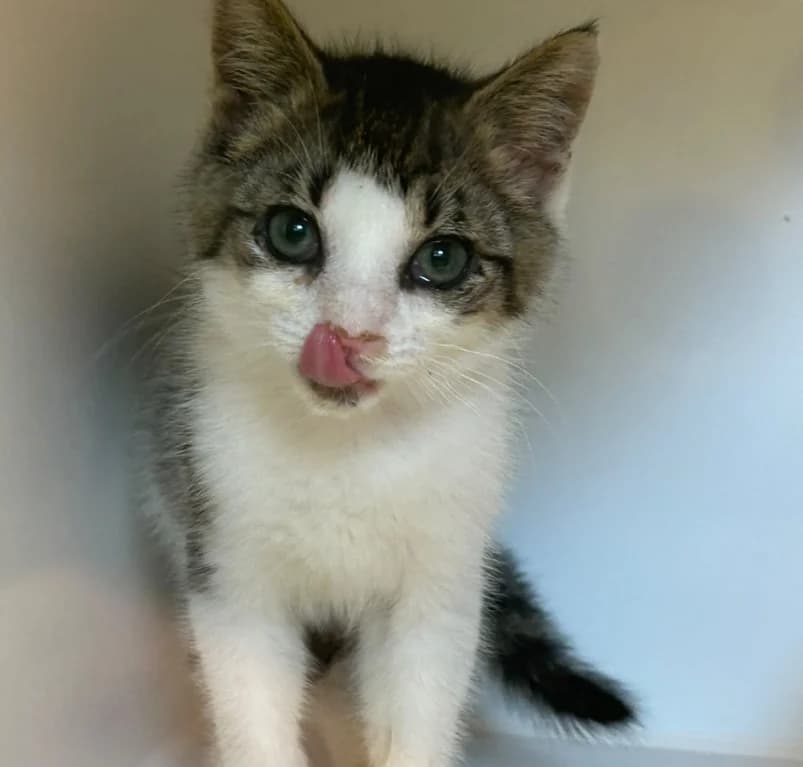 Spirou, puppy European Shorthair for adoption at Dierenasiel Ganzeweide, Veurne