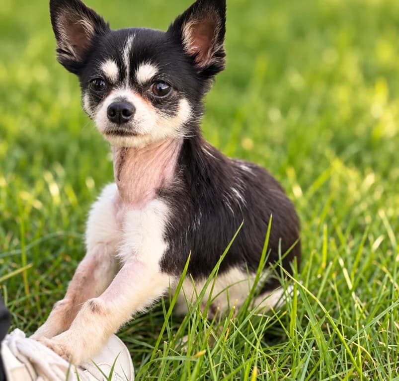 Tayco, 6yo Chihuahua for adoption at Dierenasiel Ganzeweide, Veurne