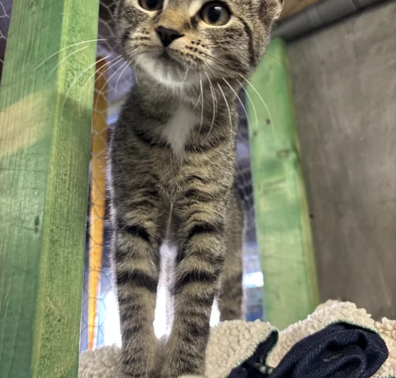 Ufo, European Shorthair for adoption at Dierenasiel Ganzeweide, Veurne