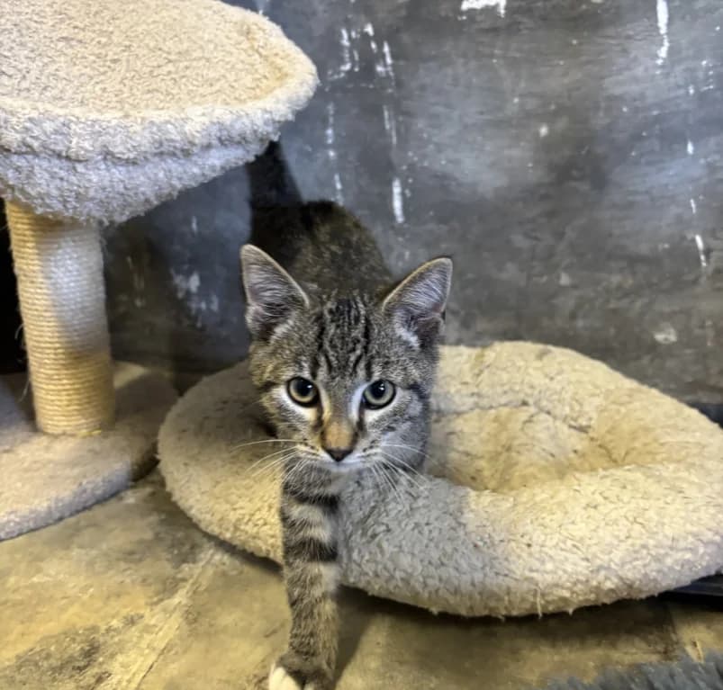 Ugo, European Shorthair for adoption at Dierenasiel Ganzeweide, Veurne