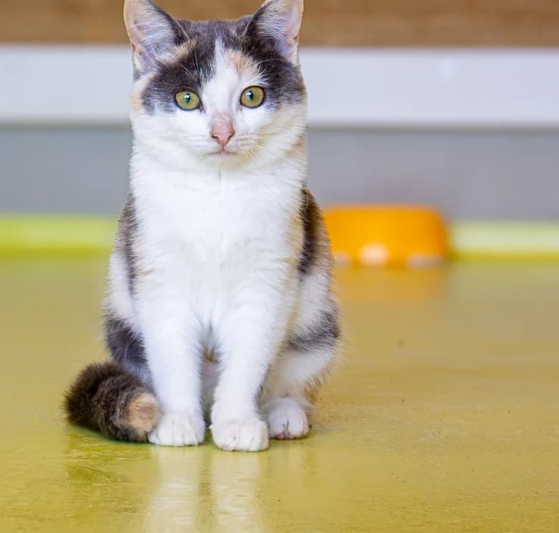 Winnie, puppy European Shorthair for adoption at Dierenasiel Ganzeweide, Veurne