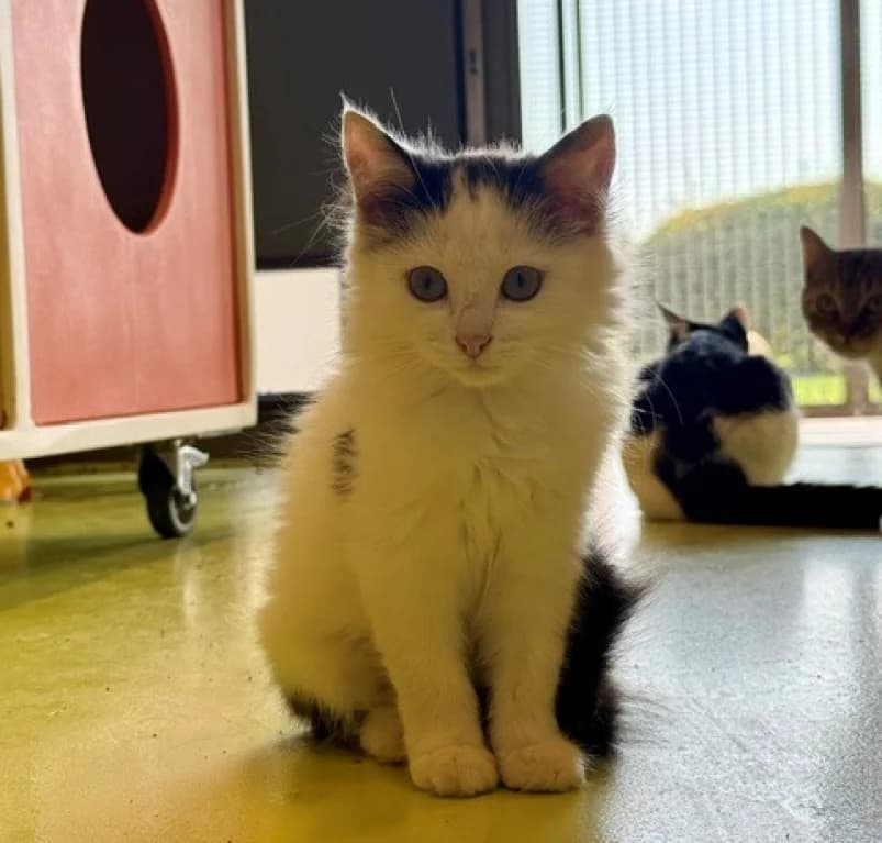 Wizza, puppy European Shorthair for adoption at Dierenasiel Ganzeweide, Veurne
