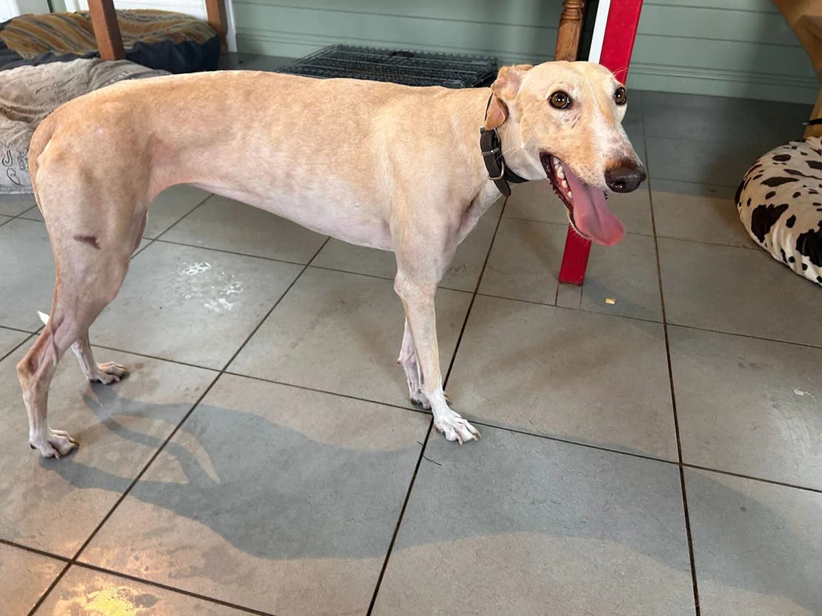Africana/Zana 7361, Beige female young Galgo Español for adoption at Greyhounds in Nood Belgium