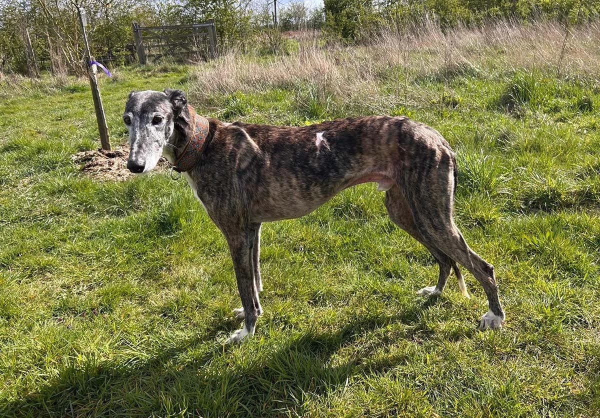 Odin / Harry 7360, Gestroomd male Galgo Español for adoption at Greyhounds in Nood Belgium