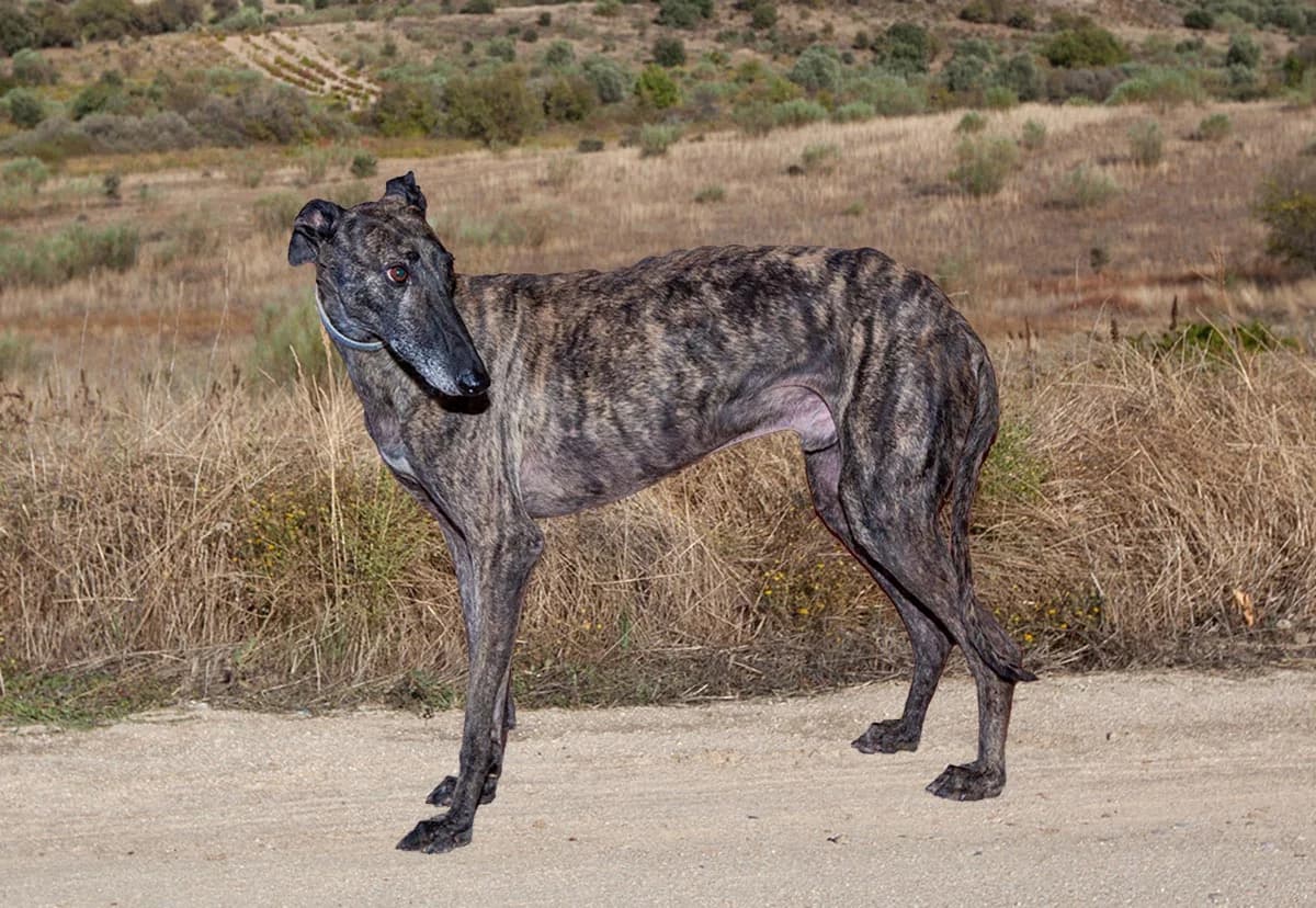 Rancapino 7389, Gestroomd male 6yo Galgo Español for adoption at Greyhounds in Nood Belgium