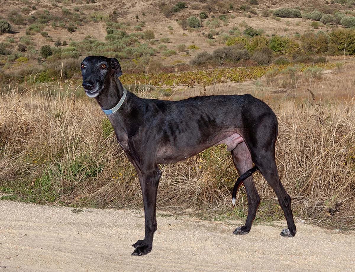 Sedal 7391, Zwart male 6yo Galgo Español for adoption at Greyhounds in Nood Belgium