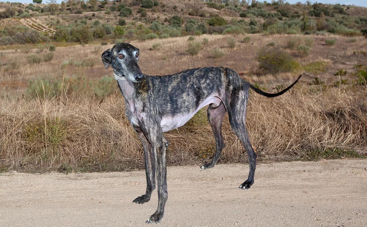 Teodor 7355, Gestroomd male 5yo Galgo Español for adoption at Greyhounds in Nood Belgium