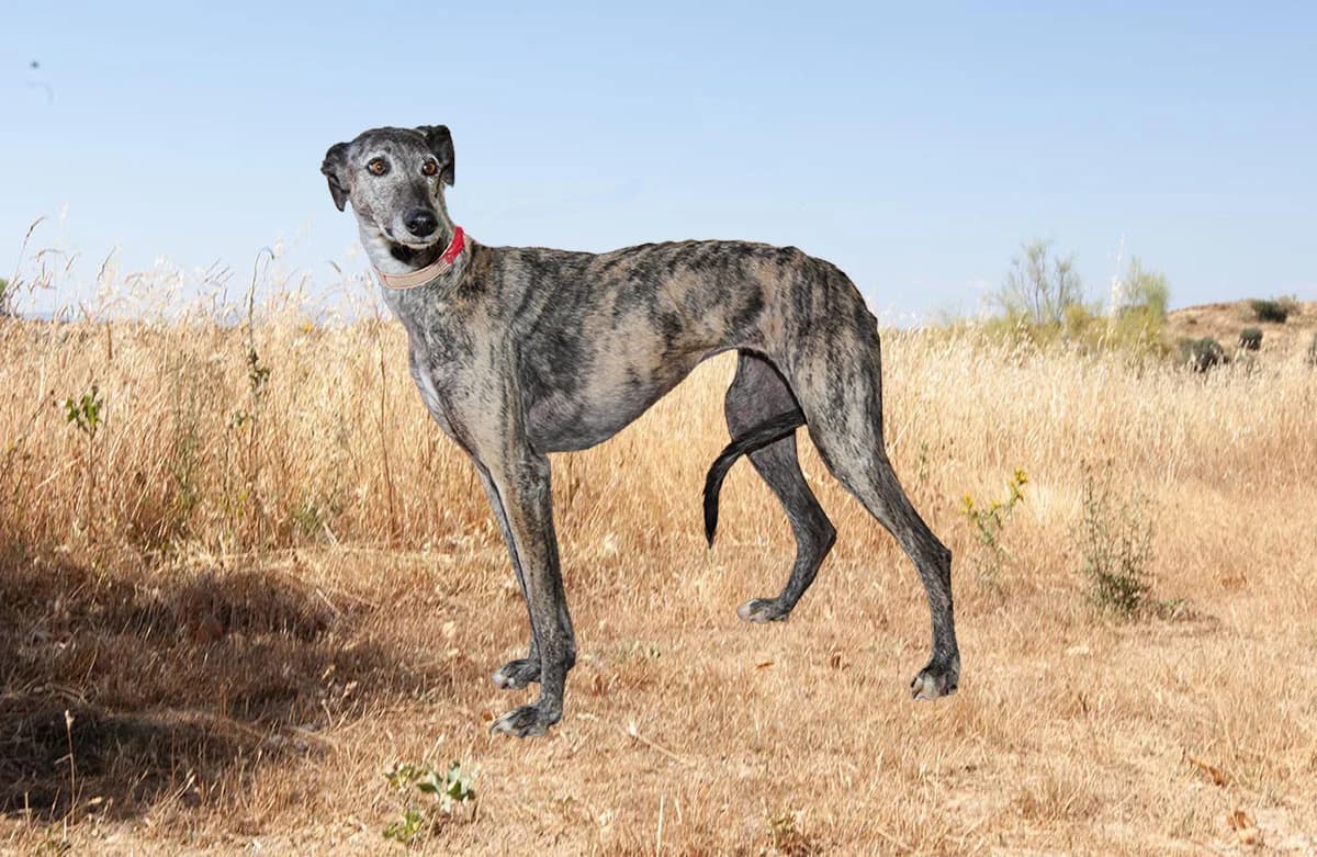 Tomasa 7356, Gestroomd female 7yo Galgo Español for adoption at Greyhounds in Nood Belgium