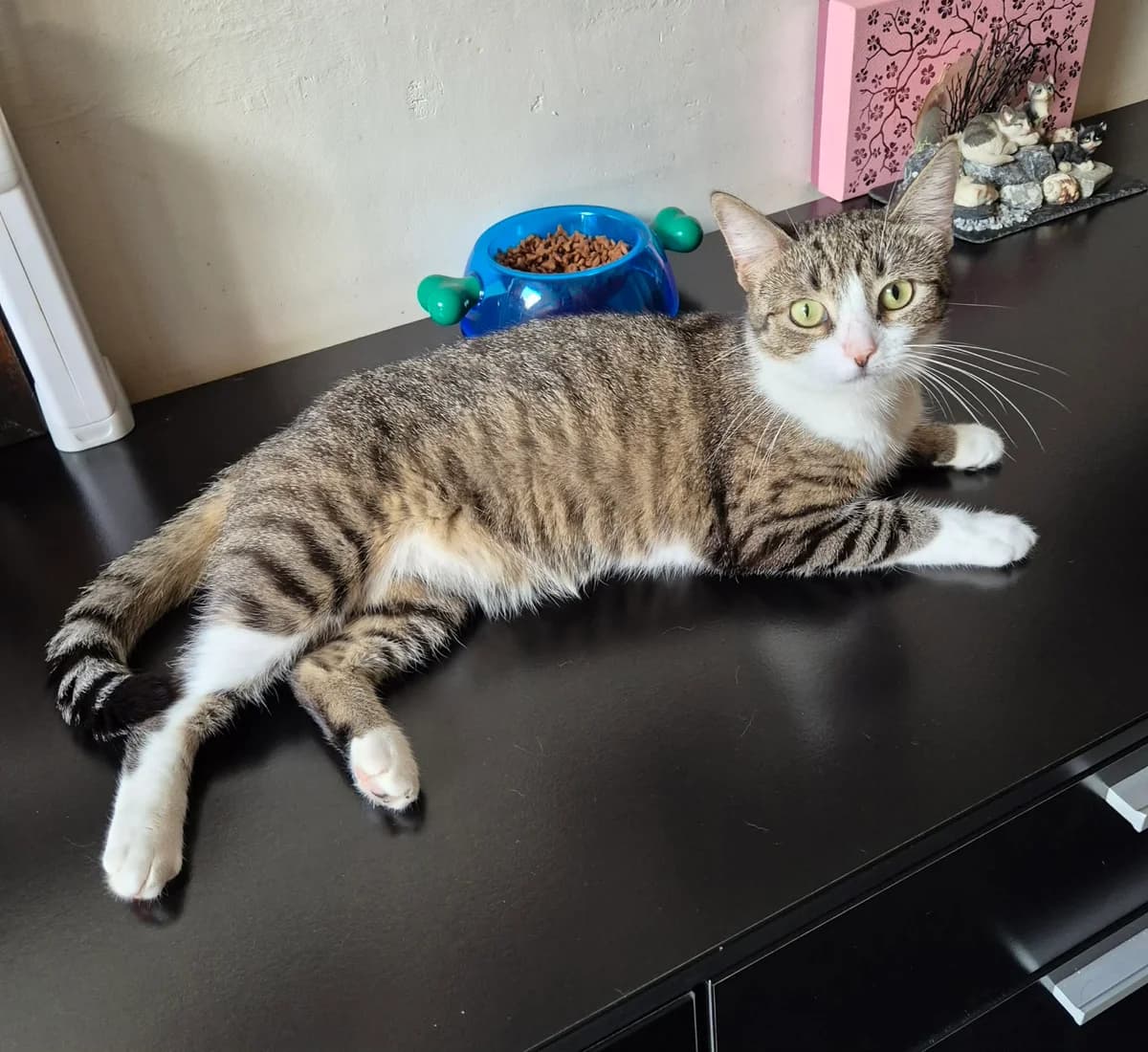Deedee, female young mixed breed for adoption at Heartbeat 4 Cats