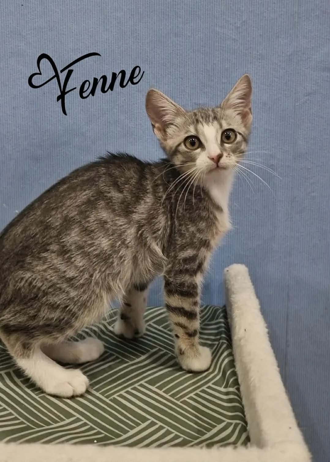 Fenne, female puppy mixed breed for adoption at Heartbeat 4 Cats