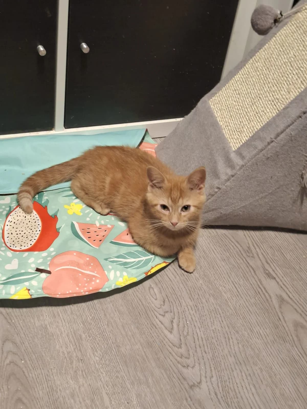 Harry, male puppy mixed breed for adoption at Heartbeat 4 Cats