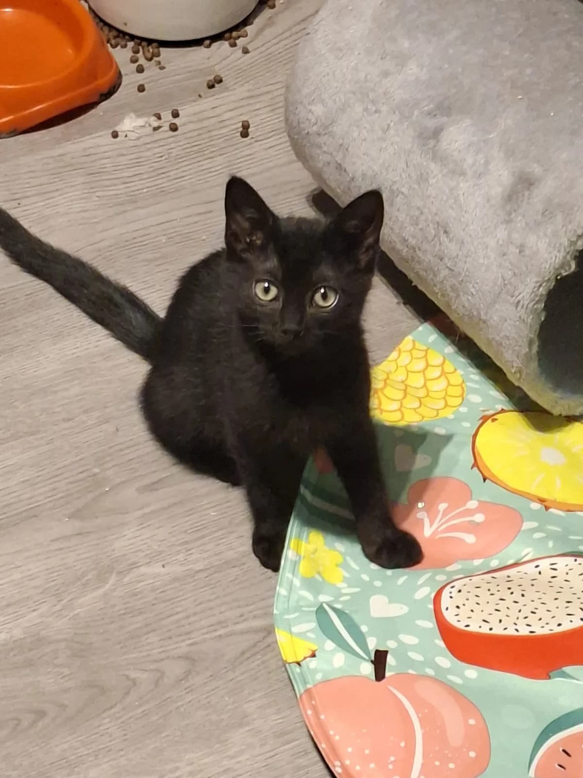 Kali, female puppy mixed breed for adoption at Heartbeat 4 Cats