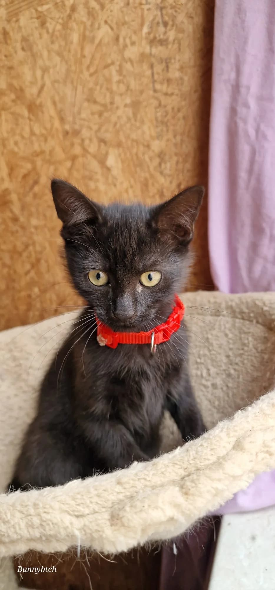 Malbec, male puppy mixed breed for adoption at Heartbeat 4 Cats