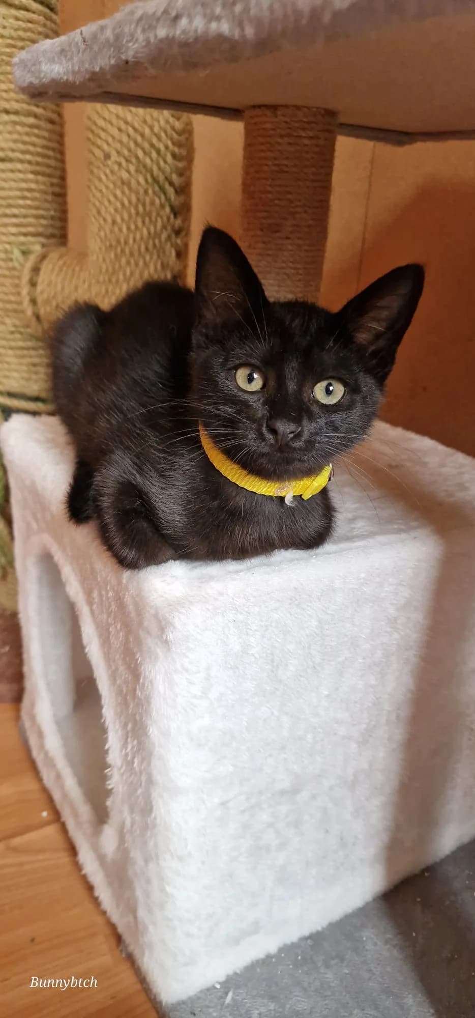 Moscato, male puppy mixed breed for adoption at Heartbeat 4 Cats
