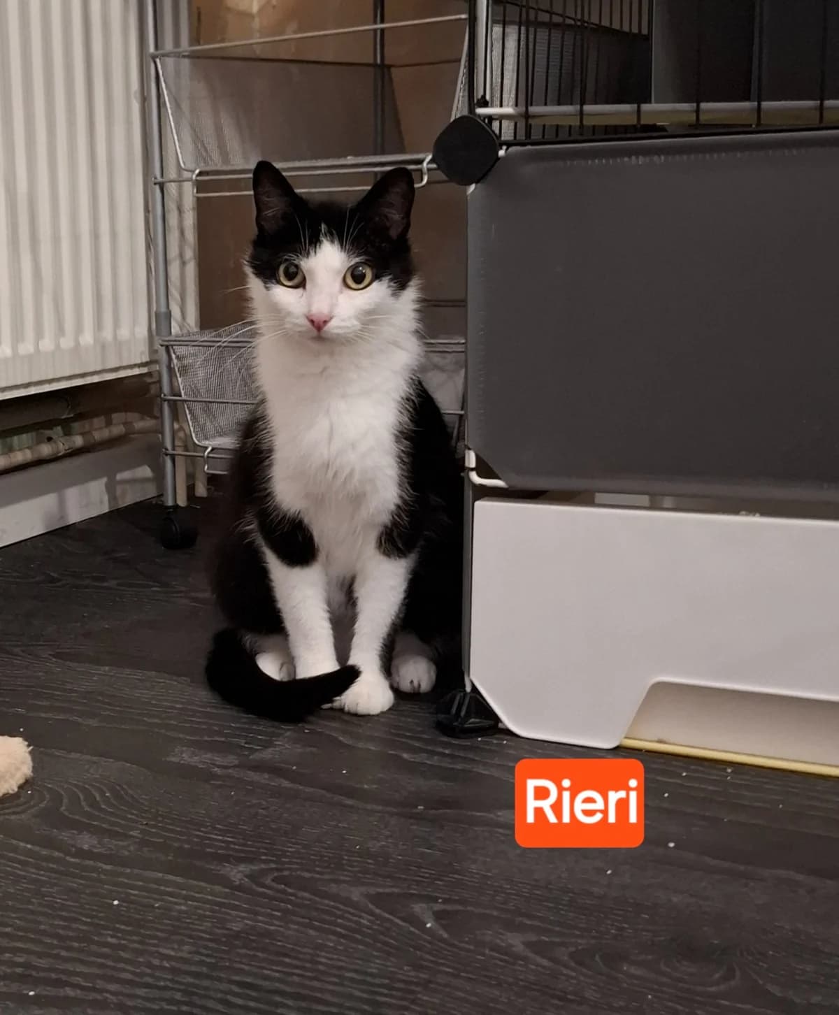 Rieri, female young mixed breed for adoption at Heartbeat 4 Cats
