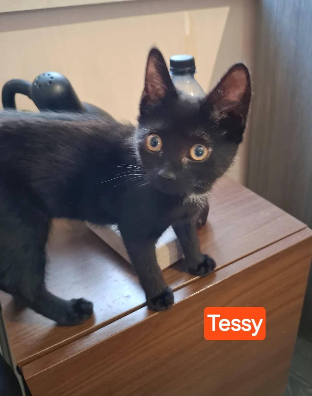 Tessy, female puppy mixed breed for adoption at Heartbeat 4 Cats
