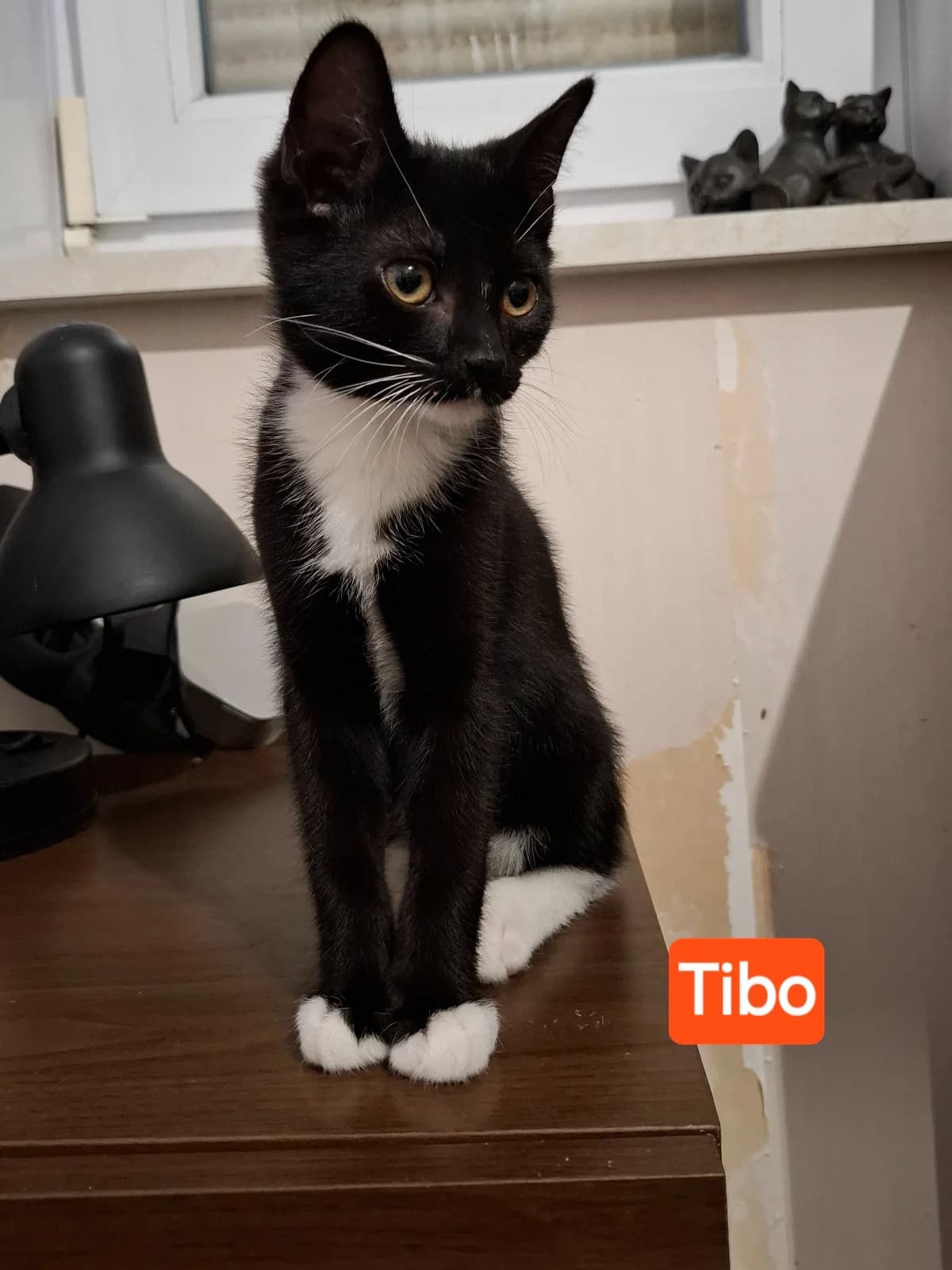 Tibo, male puppy mixed breed for adoption at Heartbeat 4 Cats